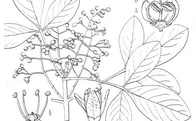 Melicope semecarpifolia (Merr.) T.G. Hartley 山刈葉