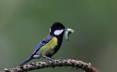 Parus monticolus insperatus (Swinhoe, 1866) 青背山雀