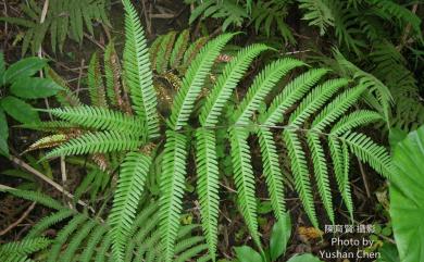 Pteris fauriei 傅氏鳳尾蕨