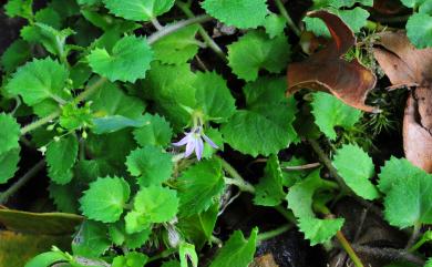 Lobelia nummularia Lam. 普剌特草