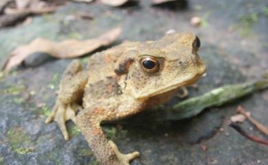 Bufo bankorensis Barbour, 1908 盤古蟾蜍