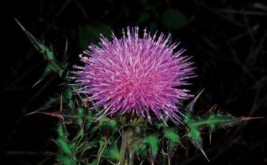 Cirsium japonicum 薊