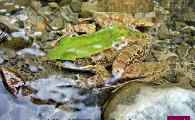 Odorrana swinhoana (Boulenger, 1903) 斯文豪氏赤蛙