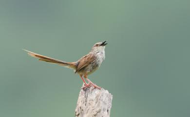 Prinia crinigera striata Swinhoe, 1859 斑紋鷦鶯