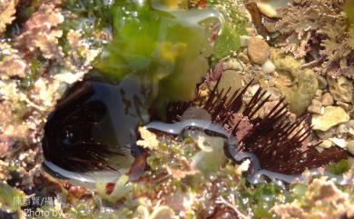 Echinostrephus aciculatus Agassiz, 1863 白尖紫叢海膽