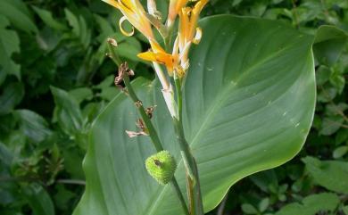 Canna indica L. 美人蕉