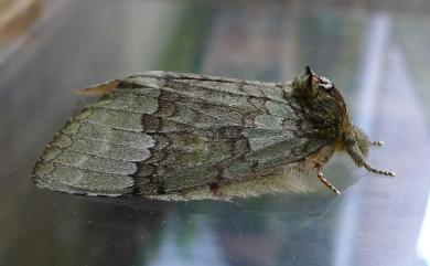 Netria viridescens continentalis Schintlmeister, 2006 小梭舟蛾