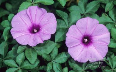 Ipomoea cairica 槭葉牽牛