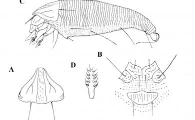 Abacarus bambusae (Channabasavanna, 1996) 竹畸節蜱