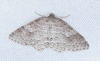 Hydrelia bicauliata Prout, 1914