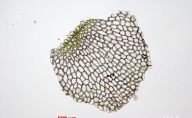 Bazzania tridens var. tridens 三裂鞭蘚
