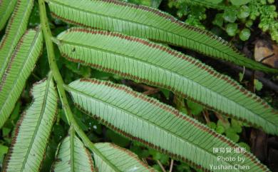 Angiopteris lygodiifolia Rosenst. 觀音座蓮