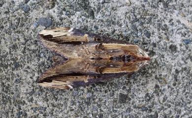 Hexafrenum leucodera yamamotoi (Nakamura, 1978) 黯翅白頸異齒舟蛾