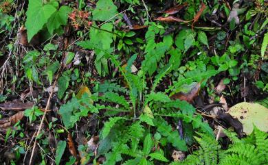 Youngia japonica subsp. formosana (Hayata) Kitam. 臺灣黃鵪菜