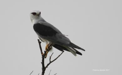 Elanus caeruleus vociferus (Latham, 1790) 黑翅鳶