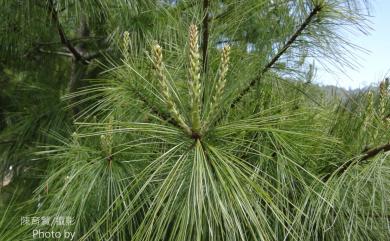 Pinus morrisonicola 臺灣五葉松