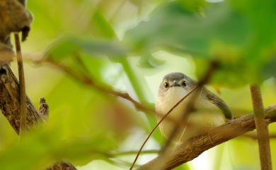 Prinia flaviventris sonitans (Swinhoe, 1860) 灰頭鷦鶯