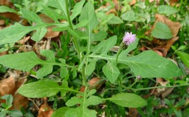 Hemisteptia lyrata (Bunge) Fisch. & C.A. Mey. 泥胡菜