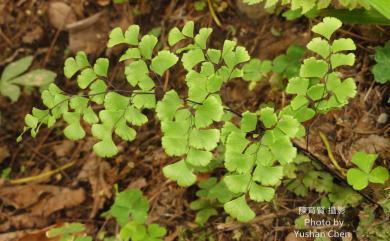 Adiantum capillus-veneris var. capillus-veneris 鐵線蕨