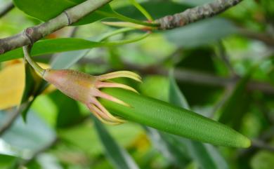 Bruguiera gymnorhiza (L.) Savigny 紅茄冬