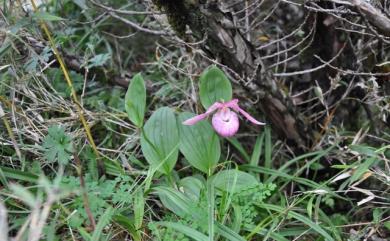 Cypripedium taiwanalpinum 奇萊喜普鞋蘭