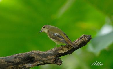 Ficedula narcissina (Temminck, 1835) 黃眉黃鶲