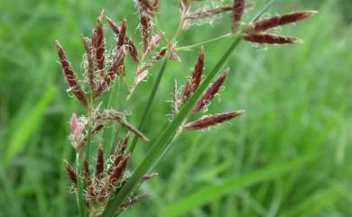 Cyperus rotundus L. 香附子