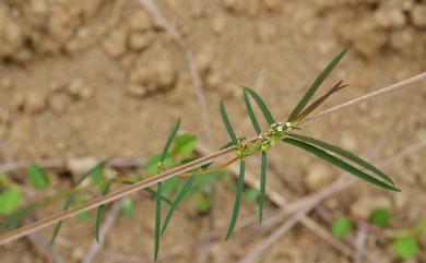 Chamaesyce vachellii 華南大戟