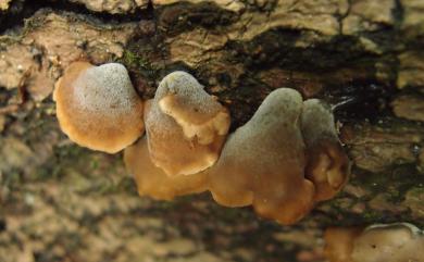 Lentinellus ursinus (Fr.) Kühn. 北方小香菇