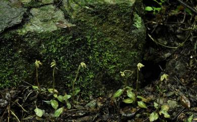 Cheirostylis chinensis var. takeoi (Hayata) T.P.Lin 全唇指柱蘭