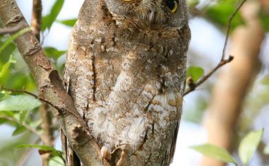 Otus sunia japonicus (Temminck & Schlegel, 1844) 東方角鴞(日本亞種)