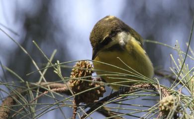 Periparus venustulus (Swinhoe, 1870) 黃腹山雀