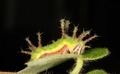 Limenitis sulpitia tricula 殘眉線蛺蝶