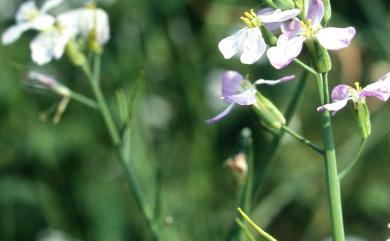 Raphanus sativus fo. raphanistroides Makino 濱萊菔