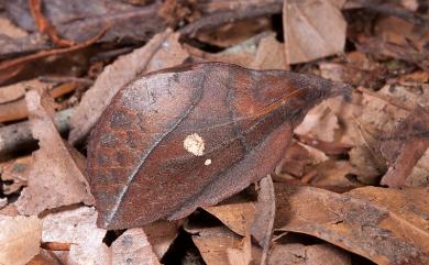 Euthrix ochreipuncta (Wileman, 1910) 棕斜帶枯葉蛾