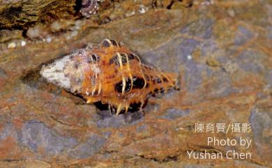 Latirus polygonus (Gmelin, 1791) 多稜旋螺