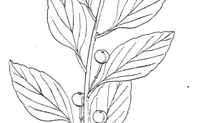 Ilex yunnanensis var. parvifolia 雲南冬青