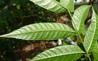 Toona sinensis (A. Juss.) M. Roem. 香椿