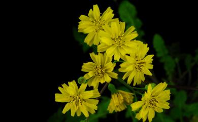 Youngia japonica subsp. longiflora Babc. & Stebbins 大花黃鵪菜