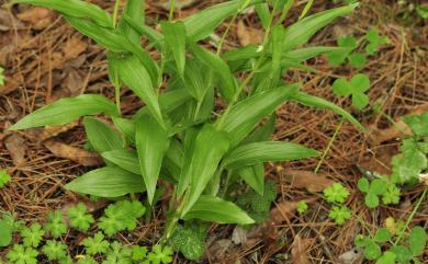 Cephalanthera alpicola Fukuy. 高山頭蕊蘭