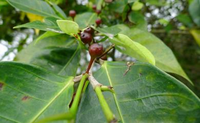 Ficus virgata Reinw. ex Blume 白肉榕