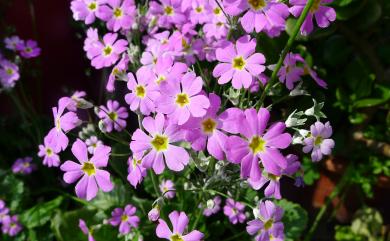 Primula malacoides Franch. 報春花