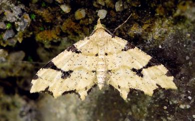 Lobogonia aculeata Wileman, 1911