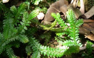 Selaginella boninensis 小笠原卷柏