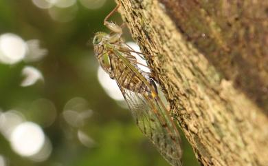 Purana apicalis (Matsumura, 1907) 臺灣姬蟬