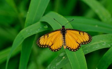 Acraea issoria formosana (Fruhstorfer, 1912) 苧麻珍蝶