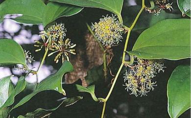 Smilax lanceifolia Roxb. 臺灣土茯苓