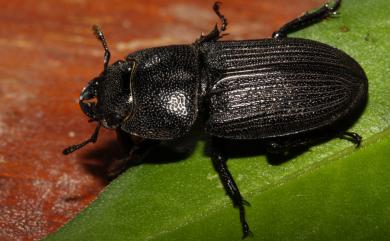 Aegus laevicollis formosae Bates, 1866 臺灣肥角鍬形蟲