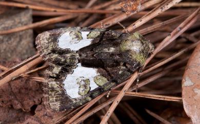 Chytonix variegata Wileman, 1914 黯基斑夜蛾