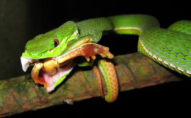 Trimeresurus stejnegeri Schmidt, 1925 赤尾青竹絲